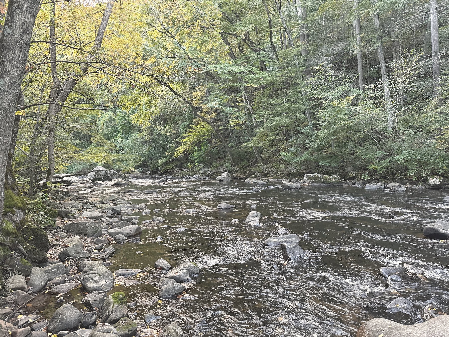 A stream beside tree trunks, low to the ground